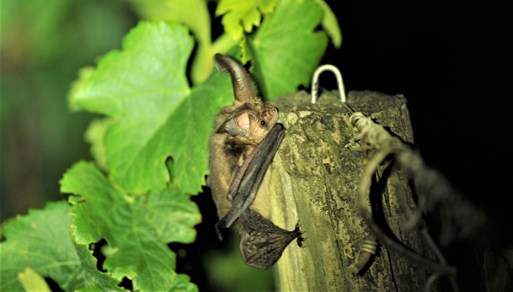 Territoire et biodiversité : projet des vignerons de Pécharmant